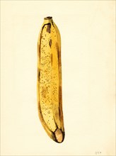 Yellow Banana, Musa,
