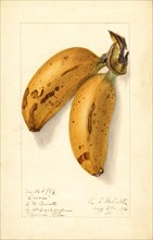 Two Bananas, Dacca variety, 1906