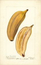 Two Bananas, Paradise variety, 1900