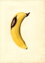 Bruised Banana, Watercolor Illustration by James Marion Shull,