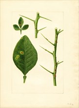Bitter Orange Seedling, Long Leaf and Stems, 1928