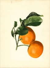 Two Oranges on Branch, Citrus aurantium, 1923