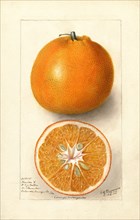 Oranges, Thornton No. 5, 1906