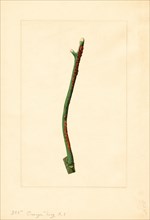 Orange Tree Twig, Citrus sinensis, 1910