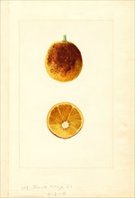 Valencia Orange, Citrus sinensis, 1910