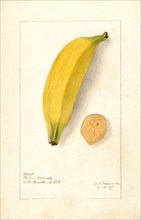Banana, Platano Morado variety,