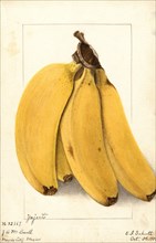 Bananas, Yenjerto variety, 1904