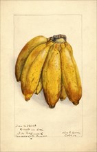 Bananas, Ciento en Boca variety, 1904