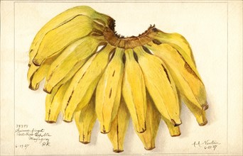 Bananas, Guincot Finget variety, 1907