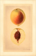 Peaches, Belle Variety, 1926