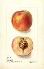 Peaches, Carmen Variety, 1902