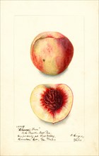 Peaches, Chinese Free Variety, 1903