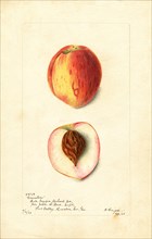 Peaches, Greensboro Variety, 1903