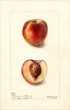 Peaches, Hiley Variety, 1902