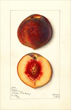 Peaches, J.H. Hale Variety, 1912