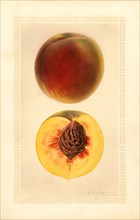 Peaches, J.H. Hale Variety, 1926