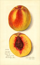 Peaches, J.H. Hale Variety, 1913