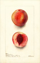 Peaches, Johnsons Early Variety, 1903