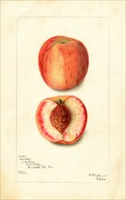 Peaches, Waddell Variety, 1902