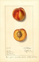 Peaches, Freestone Variety, 1913
