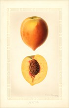 Peaches, Yellow Hiley Variety, 1926