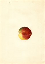 Peach, Elberta Variety, 1926