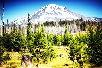 Forest Regrowth, Mount Adams in background,