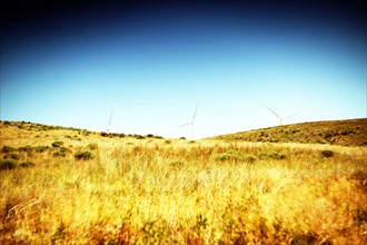 Golden Meadow with Wind Turbines in Background, Oregon,