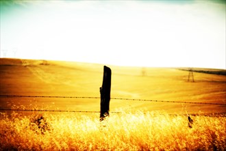 Wood Post and Barbed Wire Fence bordering Golden Agricultural Landscape ,,