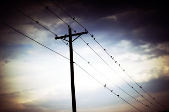 Birds Perched on Power Lines, Atmospheric Mood,