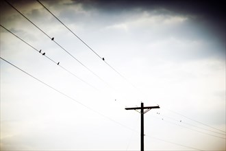 Birds Perched on Power Lines, Atmospheric Mood,