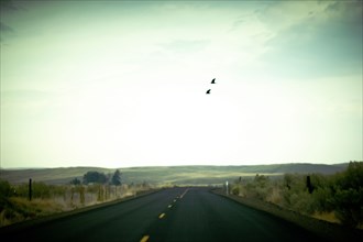Two Birds flying over Rural Two-Lane Highway ,,