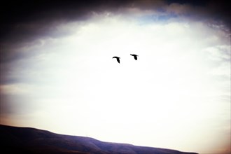 Two birds flying over Barren Hillside Landscape,,