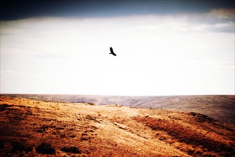 Bird of Prey soaring over Remote Landscape ,,