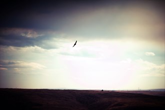Bird of Prey flying over Vast Landscape,,