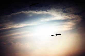 Bird of Prey soaring through Sky,,