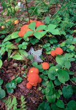 Red Mushrooms on Forest Floor,,