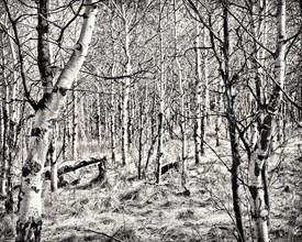 Aspen Trees, Cranbrook,