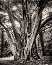 Large Tree with many Tree Trunks,,