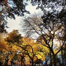 Autumn Foliage, Union Square Park,