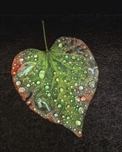 Heart-Shaped Leaf with Water Droplets,,