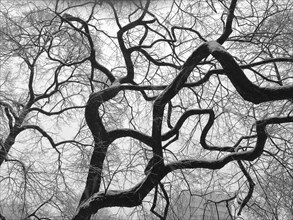 Low Angle View of Tree with Bare Branches in Winter,,