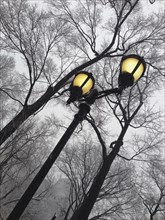 Low Angle View of Illuminated Lamppost and Bare Trees in Winter, New York City,
