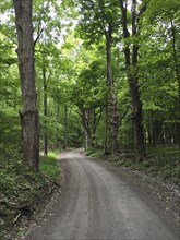 Rural Road through Forest,,