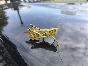 Yellow Grasshopper,,