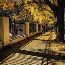 Autumn Leaves on Sidewalk, New York City,