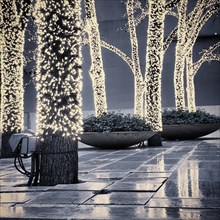 Sparkling Lights wrapped around Trees during Christmas Season, New York City,