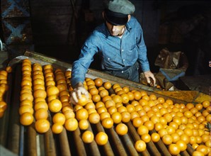 Workman sorting and picking out Discards, Co-op Orange Packing Plant