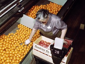 Female Worker packing Oranges, Co-op Orange Packing Plant