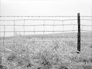 Frozen Barbed Wire Fence, Rockingham County